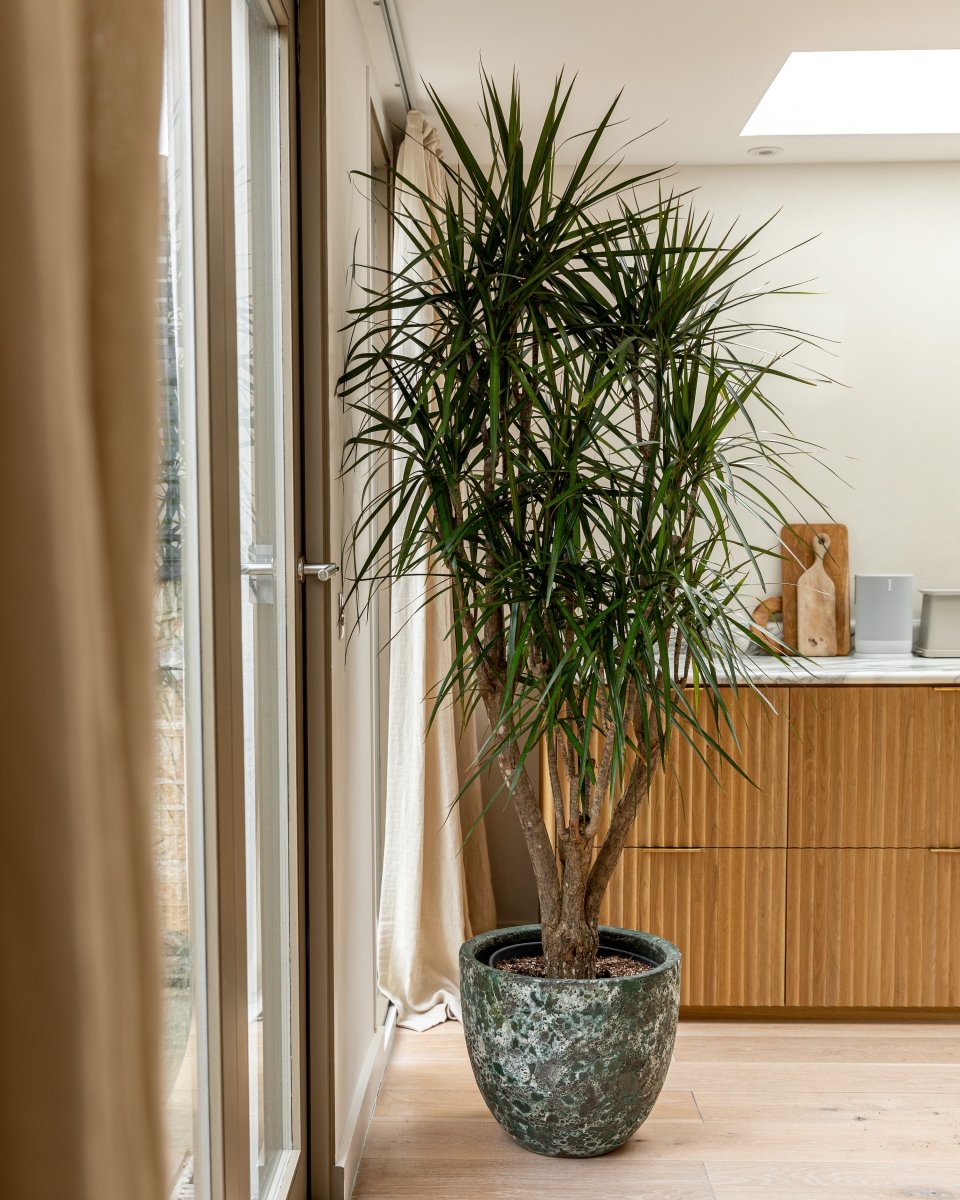 Dracaena Large