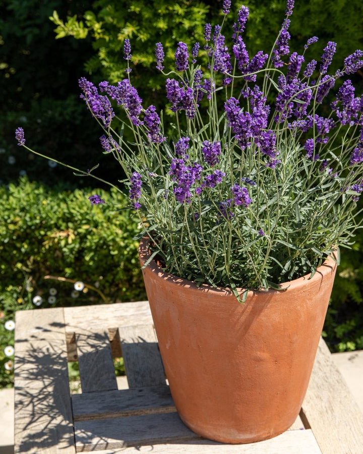 English Lavender, Lavandula Angustifolia 'Hidcote' - Plant Drop