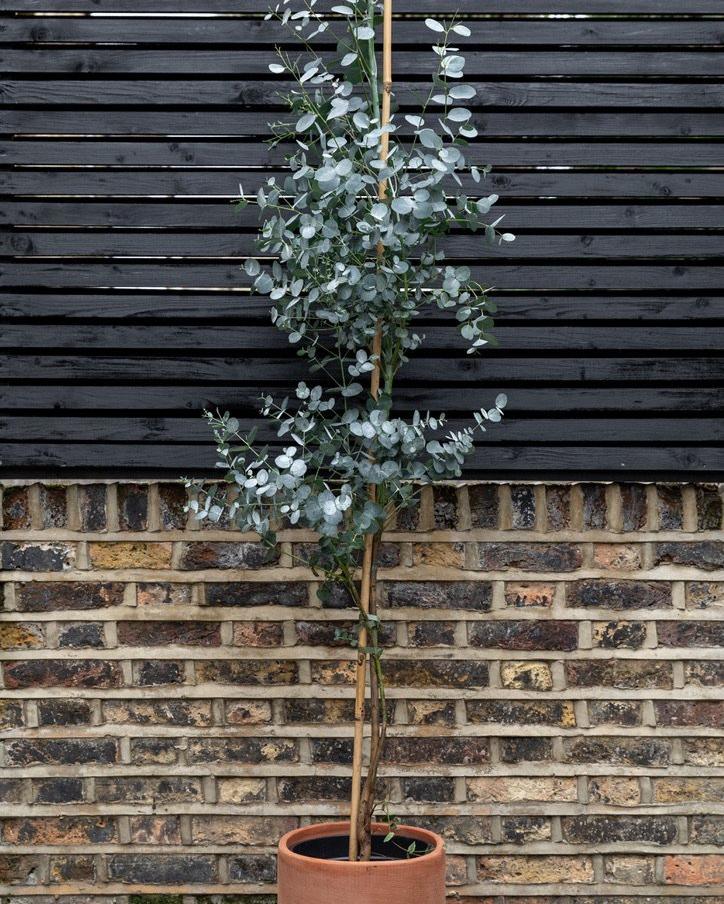 Eucalyptus Gunnii, Cider Gum, Tall Caned Tree - Plant Drop