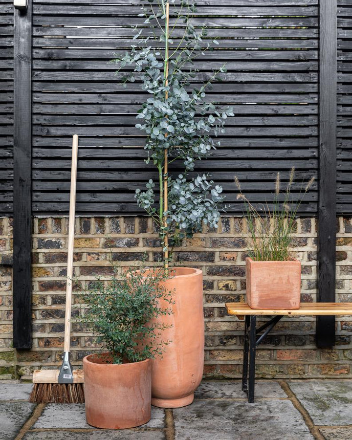 Eucalyptus Gunnii, Cider Gum, Tall Caned Tree - Plant Drop