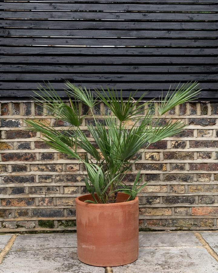 European Fan Palm, Chamaerops Humilis - Plant Drop