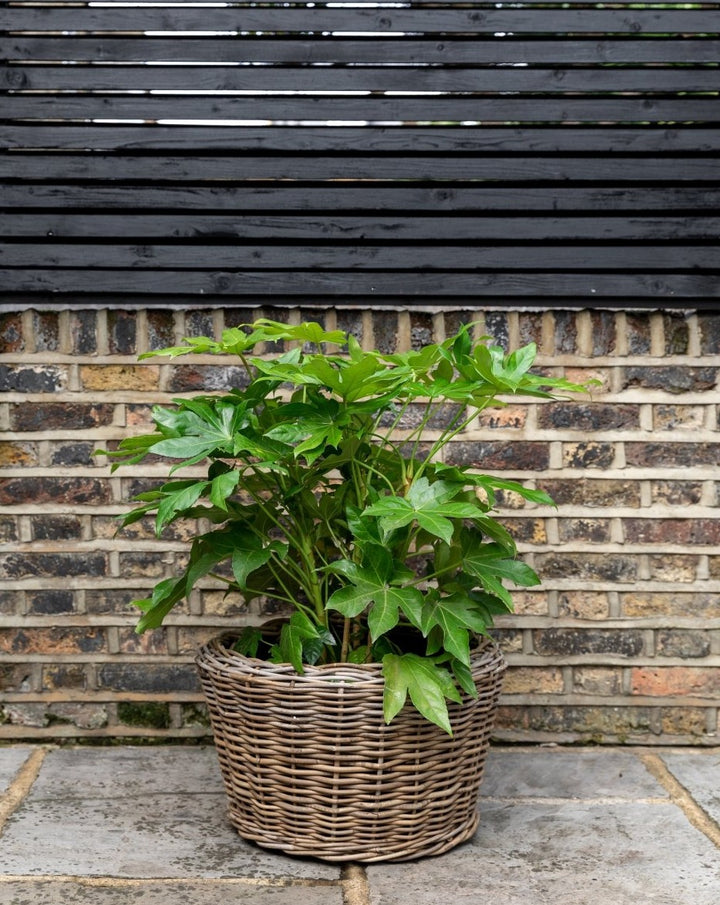 Fatsia Japonica, Japanese Aralia - Plant Drop