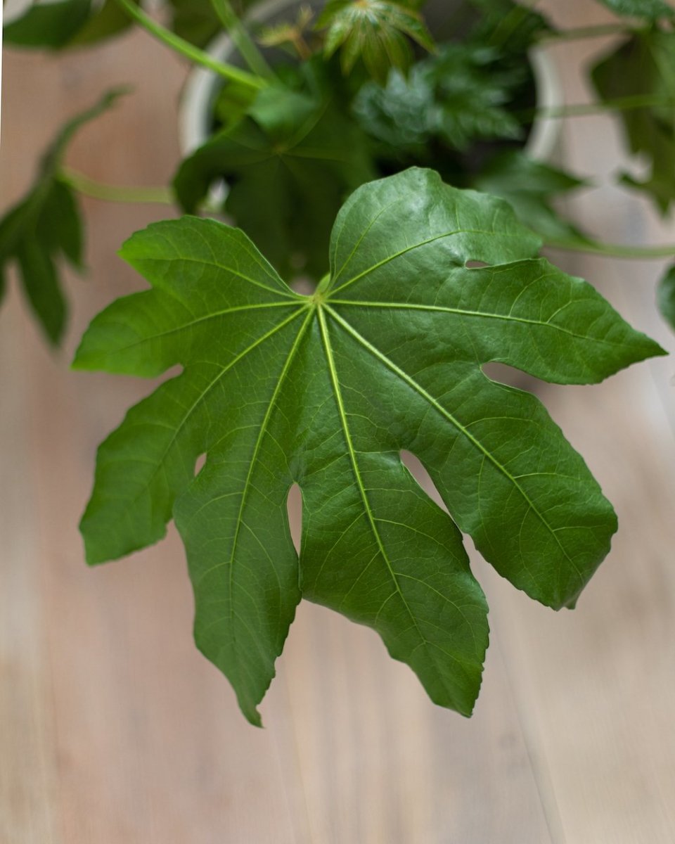 Fatsia Japonica, Japanese Aralia - Plant Drop