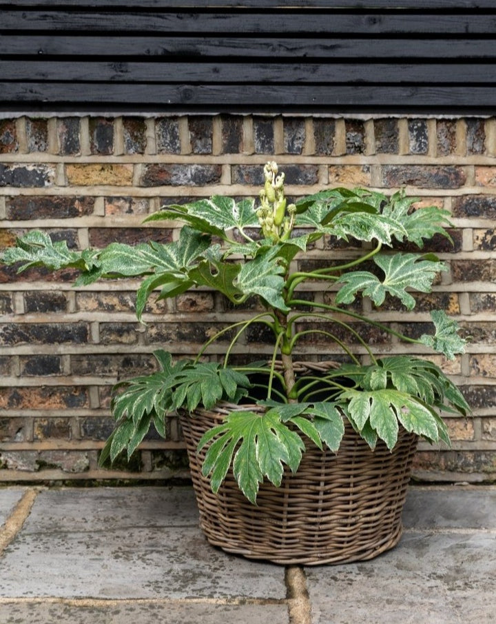 Fatsia Japonica Spiderweb, Japanese Aralia - Plant Drop