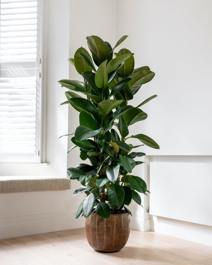 Ficus Elastica 'Robusta', Rubber Bush - Plant Drop