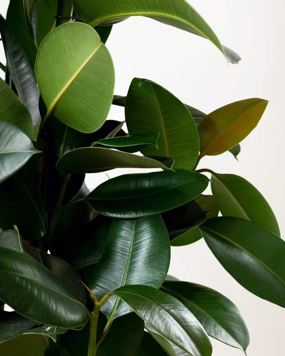 Ficus Elastica 'Robusta', Rubber Bush - Plant Drop