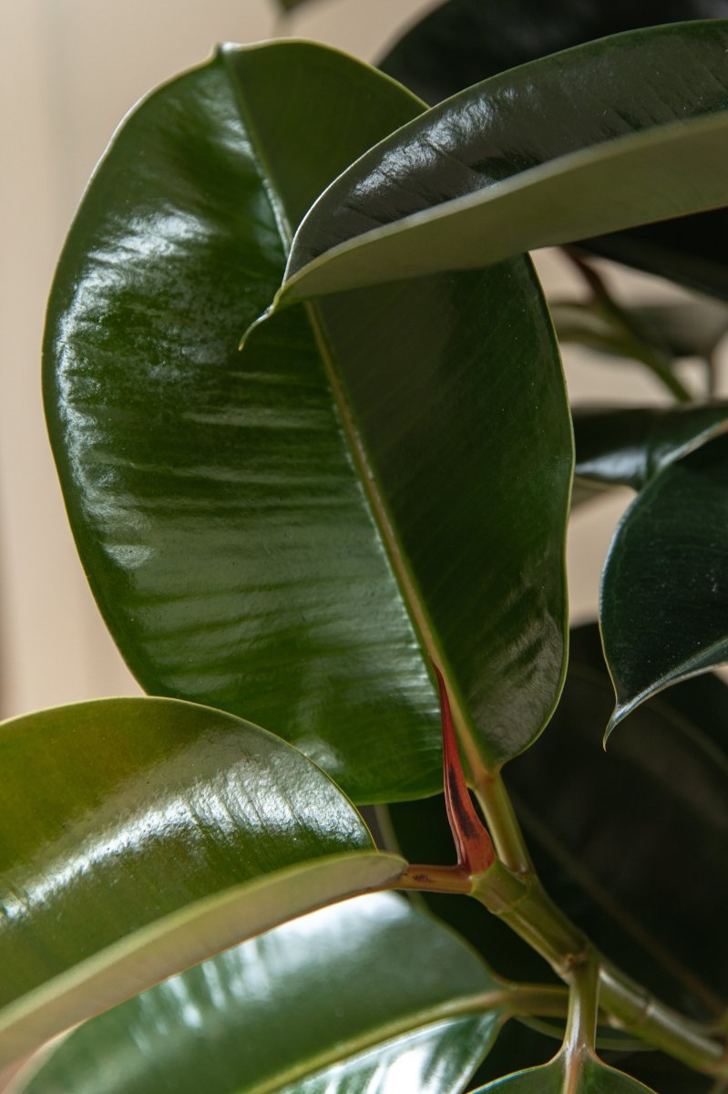 Ficus Elastica 'Robusta', Rubber Trees - Plant Drop