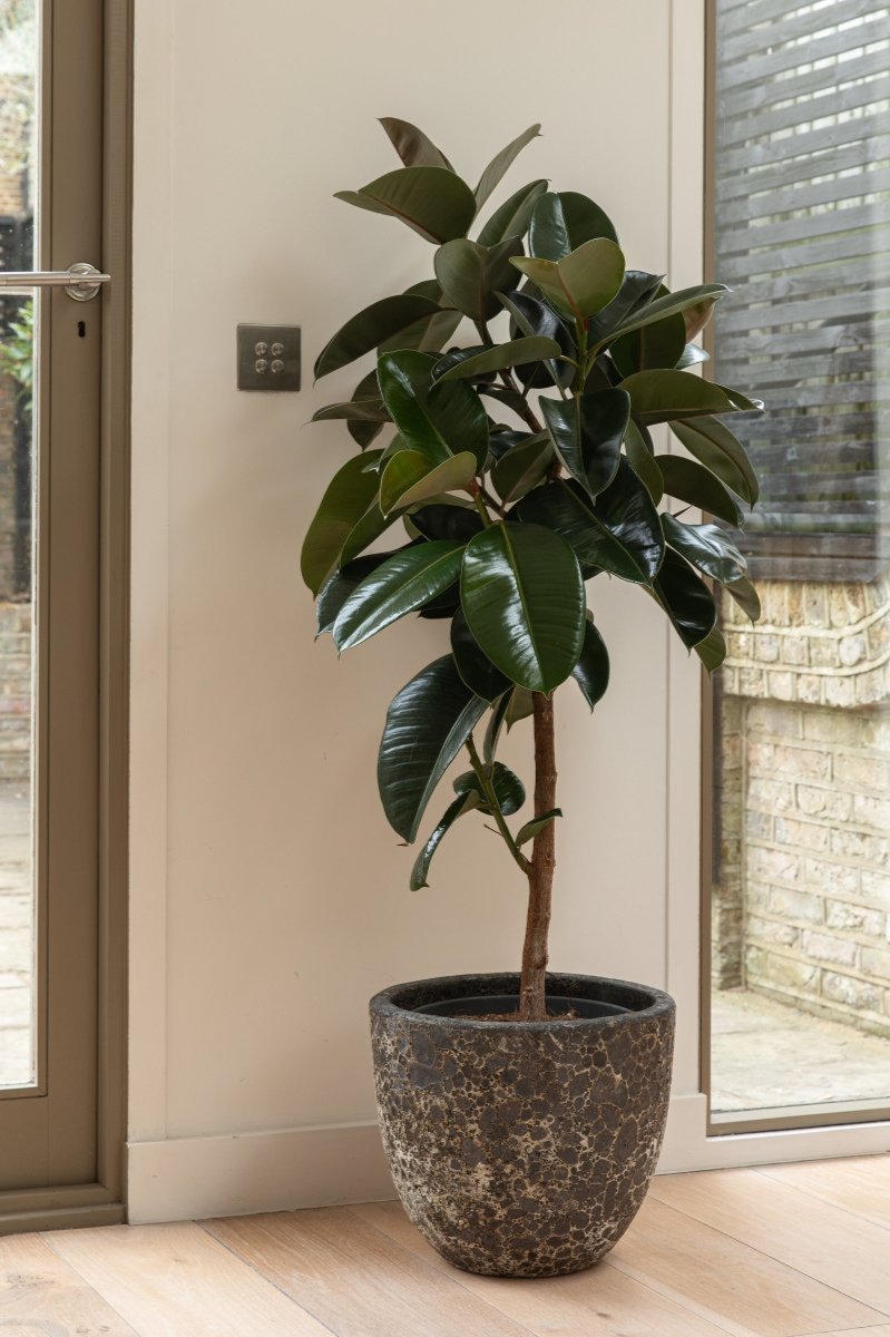 Ficus Elastica 'Robusta', Rubber Trees - Plant Drop