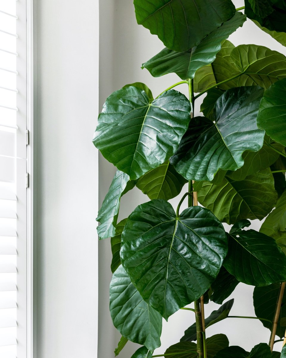 Ficus Umbellata - Plant Drop