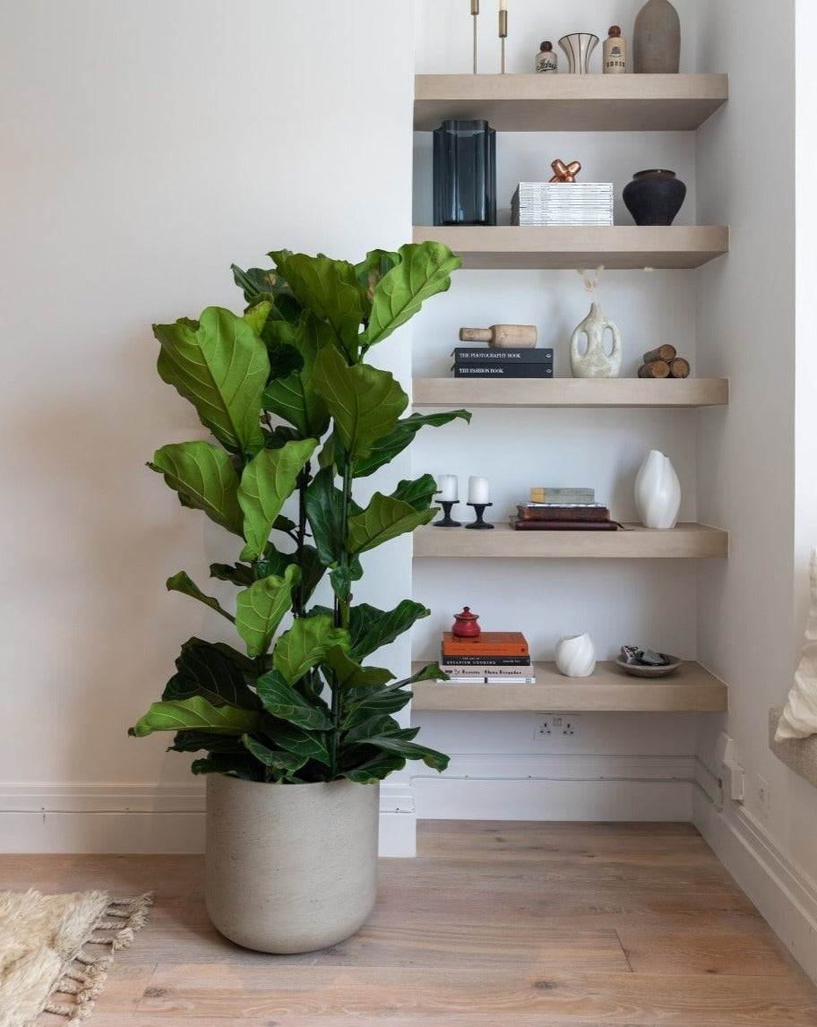 Fiddle-Leaf Fig, Banjo Fig, Ficus Lyrata Bush Form - Plant Drop