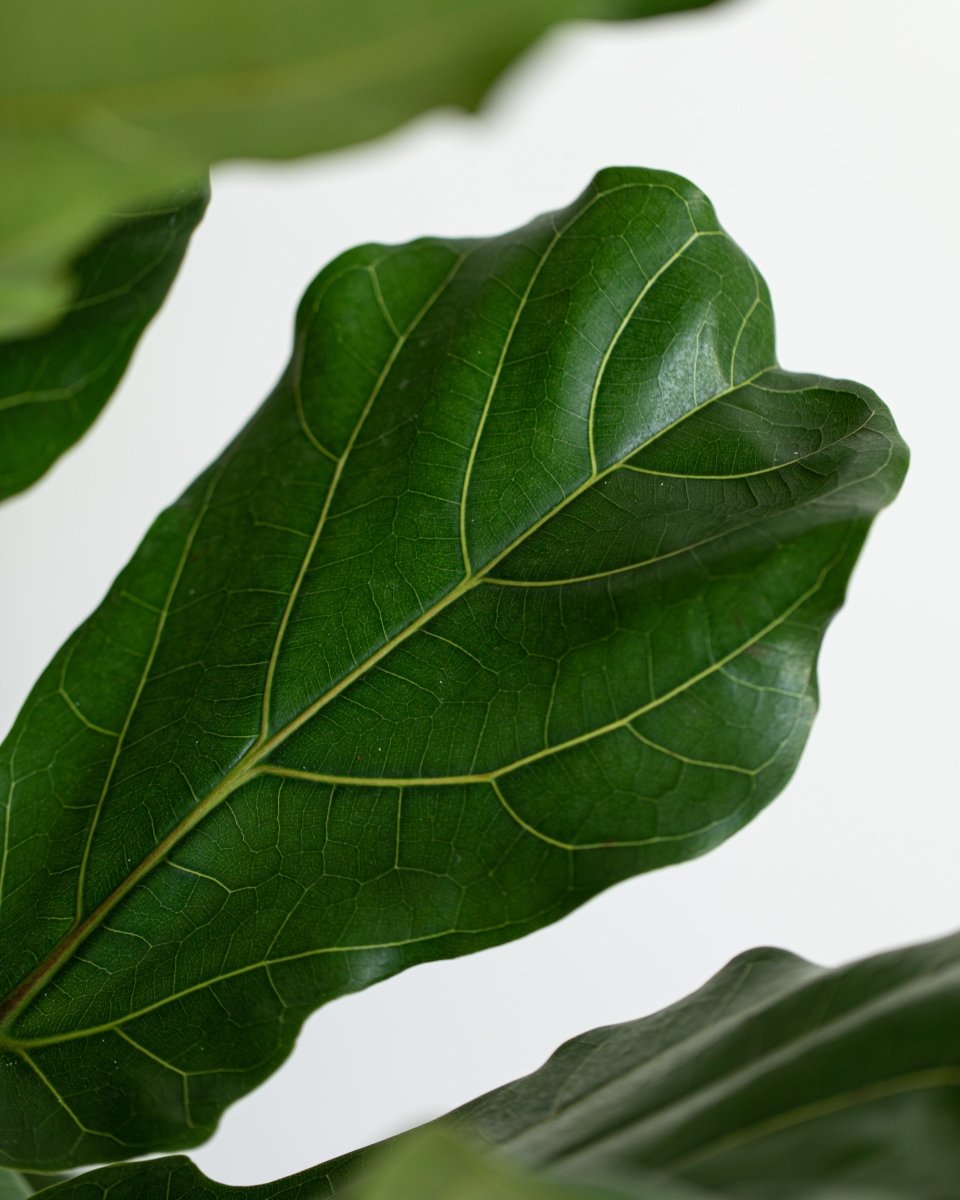 Fiddle-Leaf Fig, Banjo Fig, Ficus Lyrata Bush Form - Plant Drop