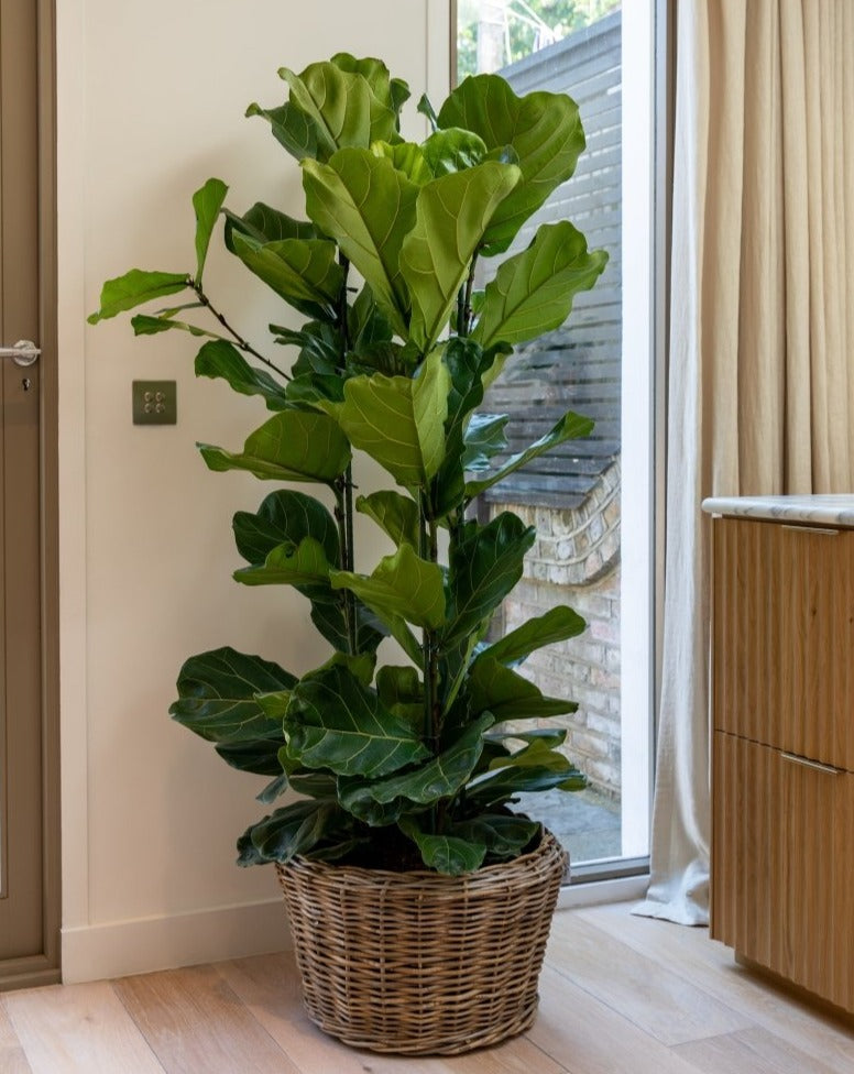 Fiddle-Leaf Fig, Banjo Fig, Ficus Lyrata Bush Form - Plant Drop