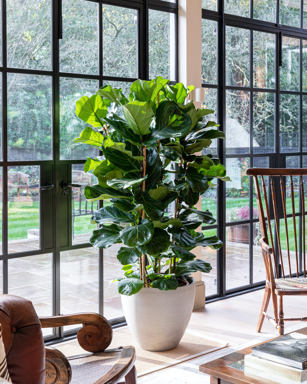 Fiddle-leaf fig bush in an interior