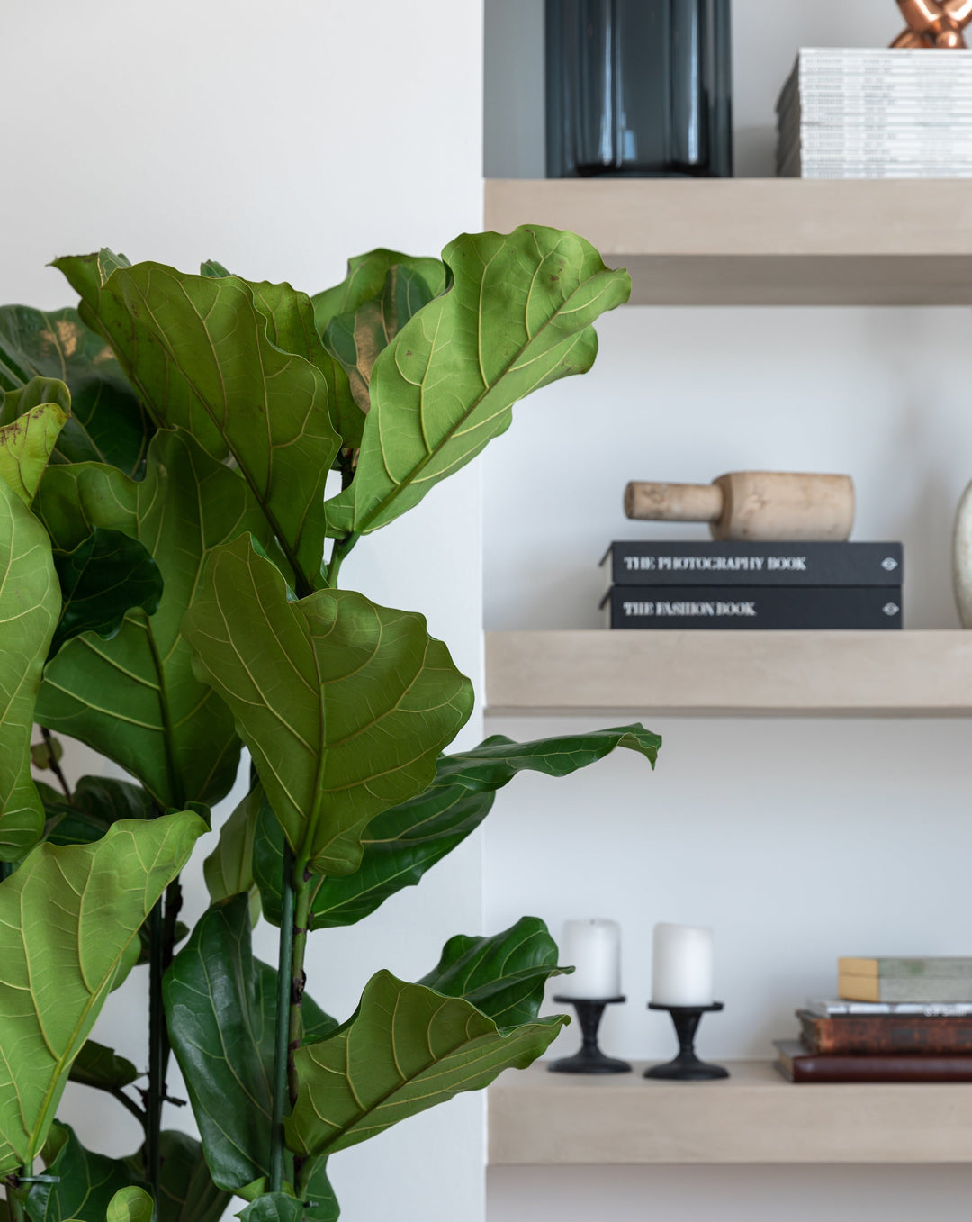 Fiddle-leaf fig leaves, detail