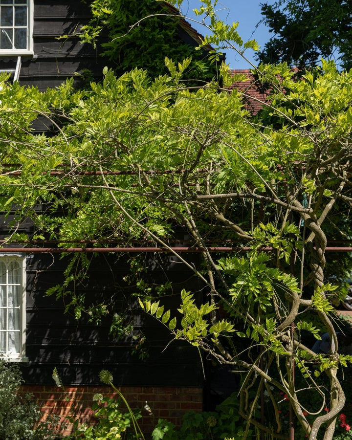 Flowering Wisteria Trellis - Plant Drop