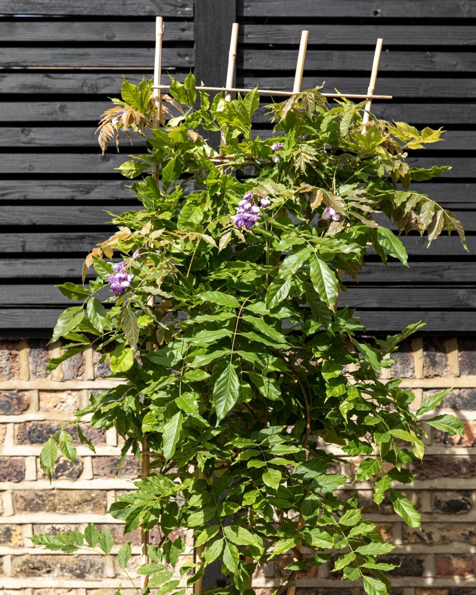 Flowering Wisteria Trellis, Sinensis Prolific Blue & Floribunda Alba White - Plant Drop