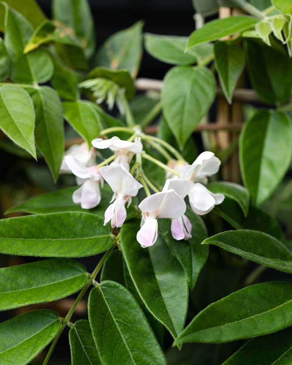 Flowering Wisteria Trellis, Sinensis Prolific Blue & Floribunda Alba White - Plant Drop