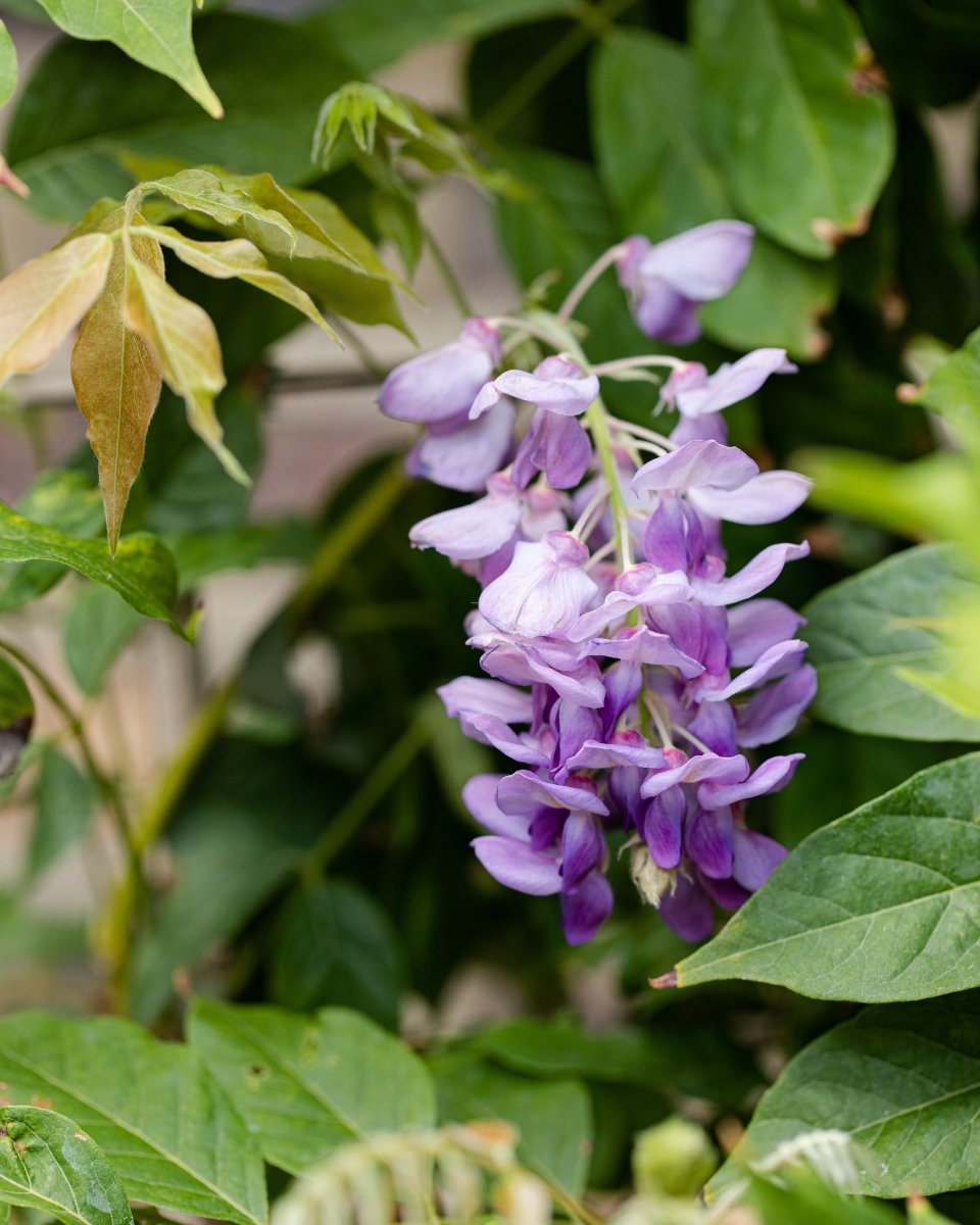 Flowering Wisteria Trellis, Sinensis Prolific Blue & Floribunda Alba White - Plant Drop