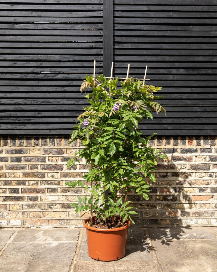 Flowering Wisteria Trellis, Sinensis Prolific Blue & Floribunda Alba White - Plant Drop