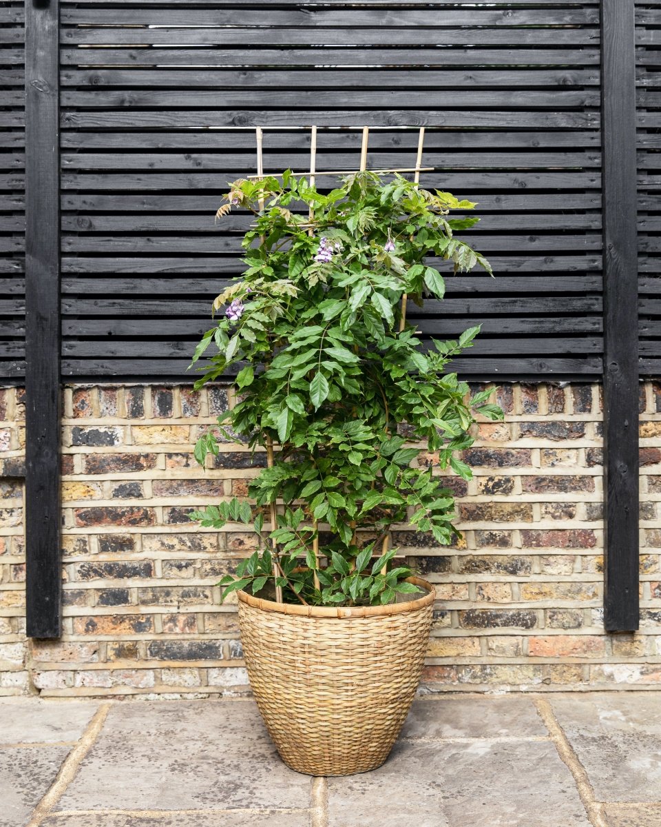 Flowering Wisteria Trellis, Sinensis Prolific Blue & Floribunda Alba White - Plant Drop