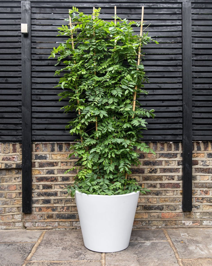 Flowering Wisteria Trellis, Sinensis Prolific Blue & Floribunda Alba White - Plant Drop