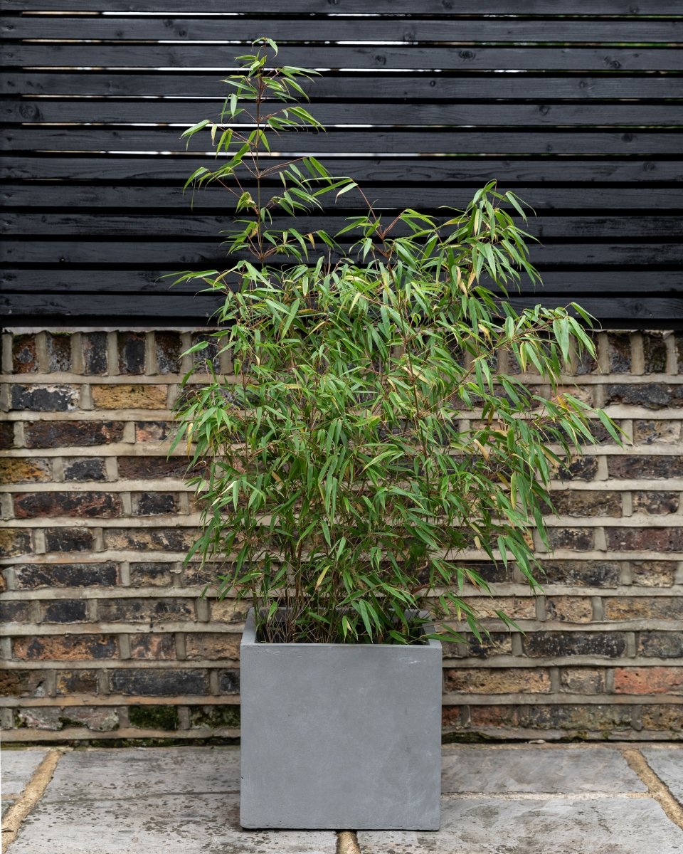 Fountain Bamboo, Fargesia Rufa - Plant Drop