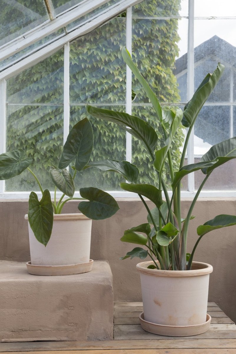 Galestro Terracotta Pots By Bergs - Plant Drop