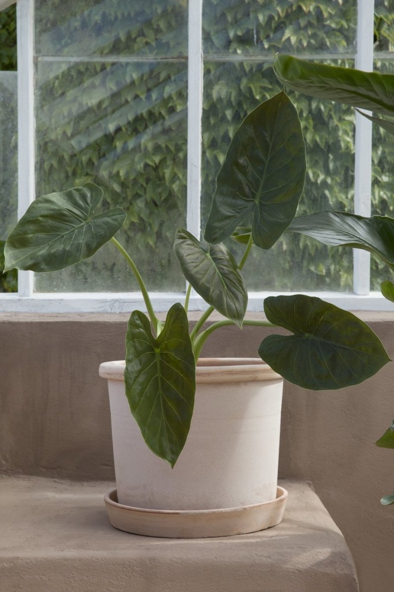 Galestro Terracotta Pots By Bergs - Plant Drop