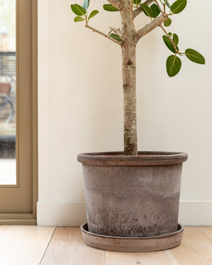 Galestro Terracotta Pots By Bergs - Plant Drop