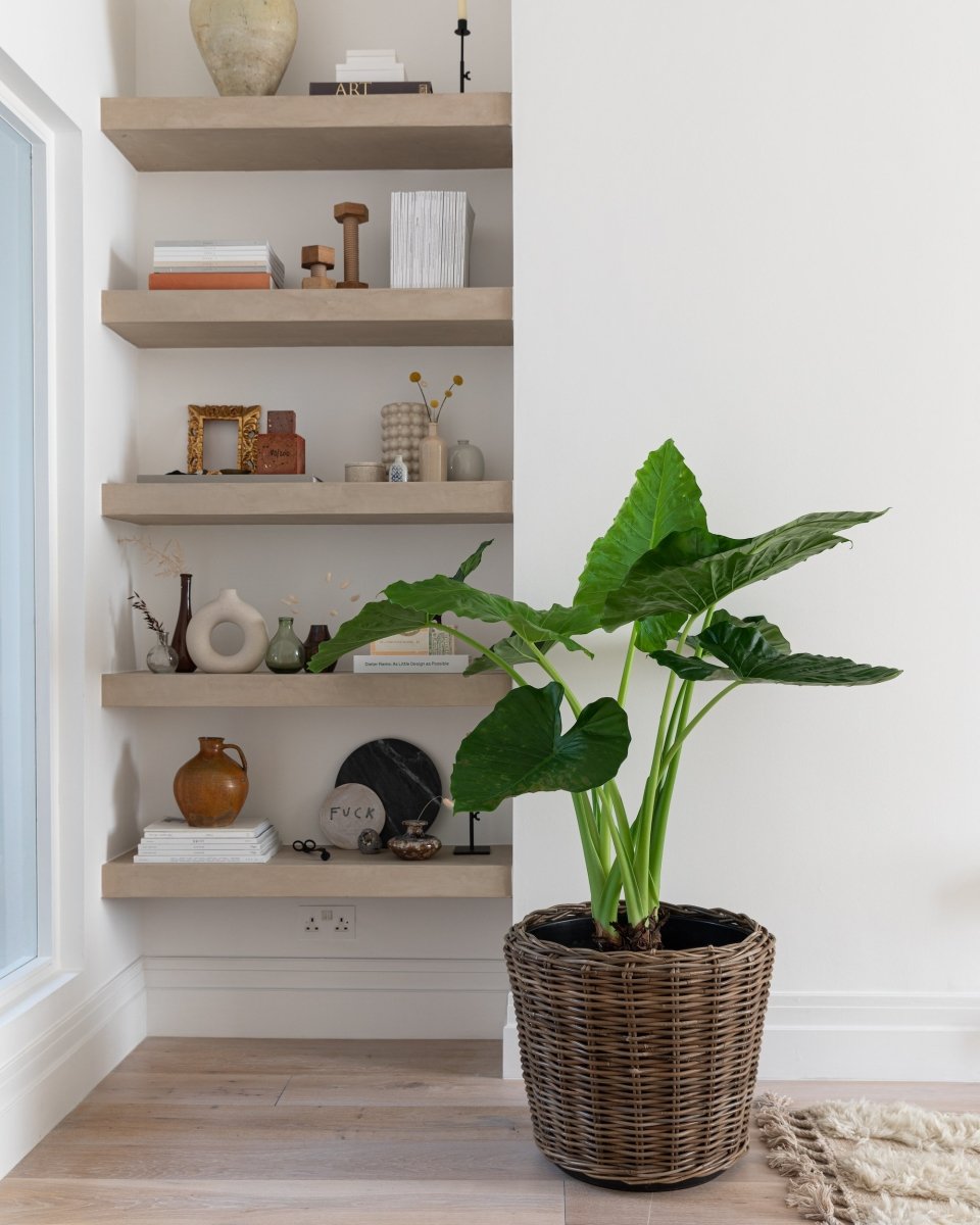 Giant Taro, Alocasia 'Macrorrhiza' - Plant Drop