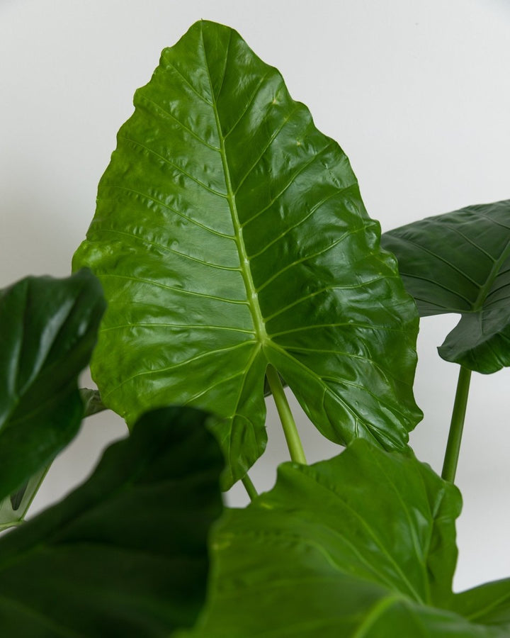 Giant Taro, Alocasia 'Macrorrhiza' - Plant Drop