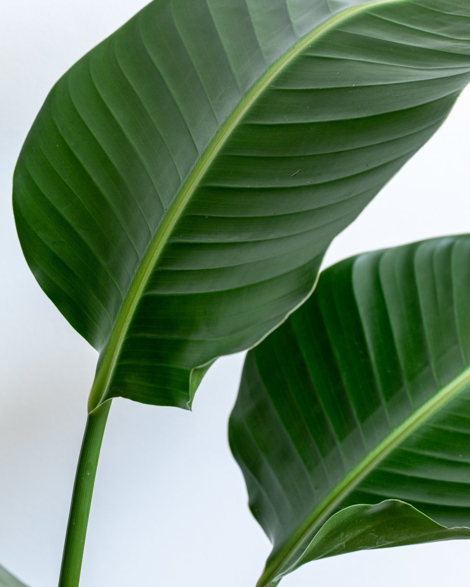 Giant White Bird of Paradise, Strelitzia Nicolai, Tufted Plant - Plant Drop