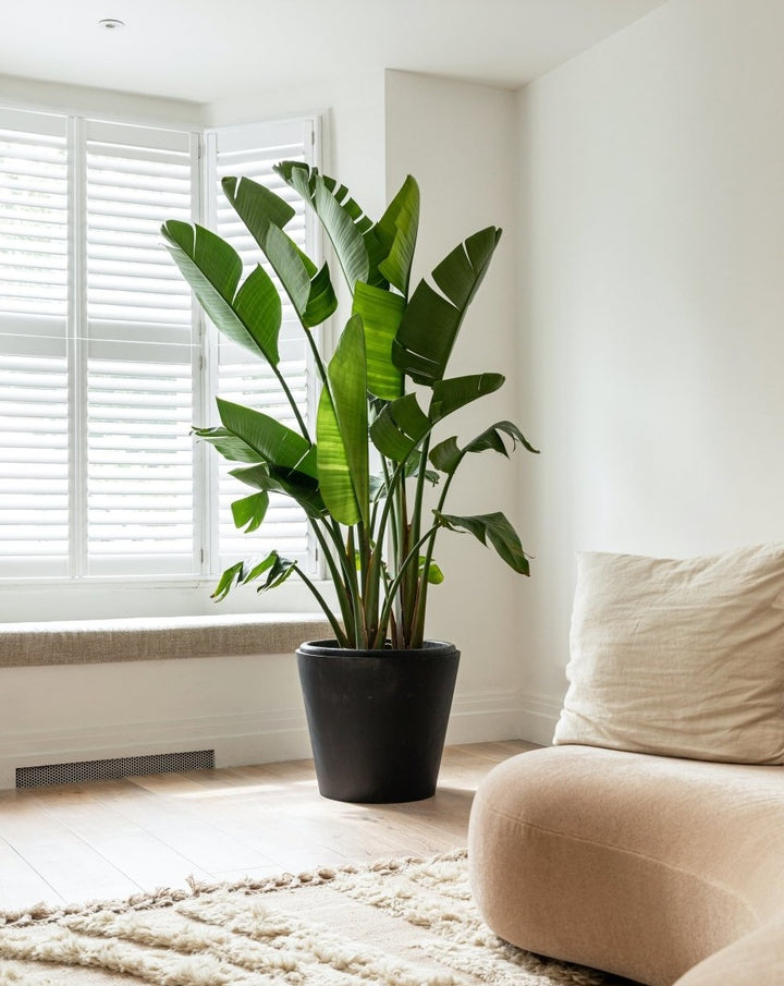 Giant White Bird of Paradise, Strelitzia Nicolai, Tufted Plant - Plant Drop