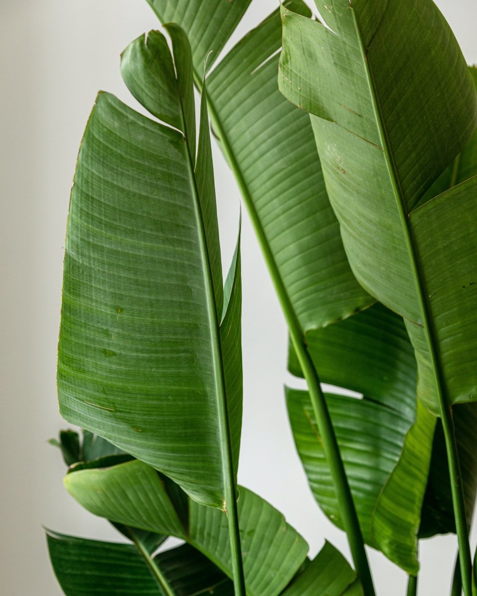 Giant White Bird of Paradise, Strelitzia Nicolai, Tufted Plant - Plant Drop