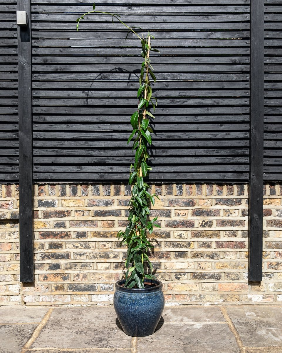 Glazed Jardiniere, Blue and Green - Plant Drop