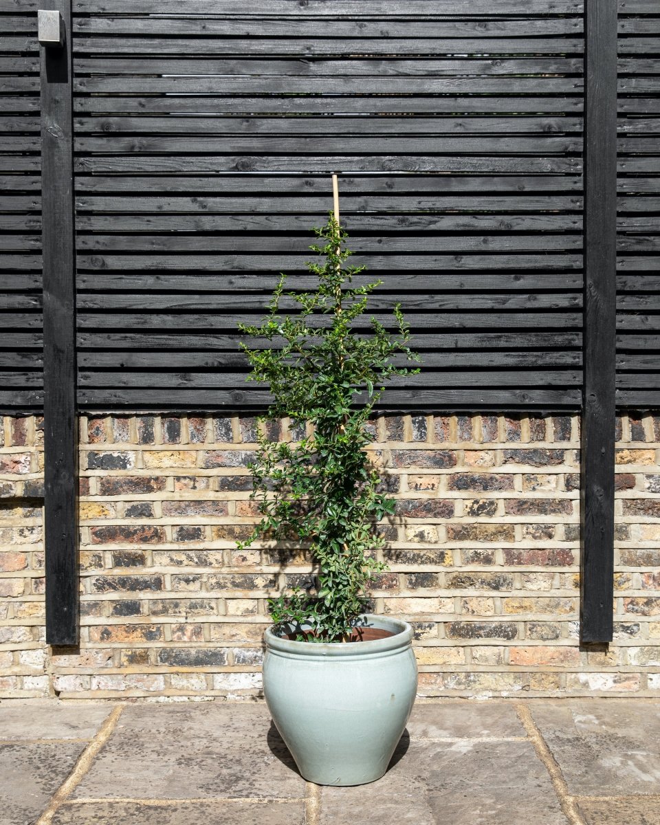 Glazed Jardiniere, Blue and Green - Plant Drop