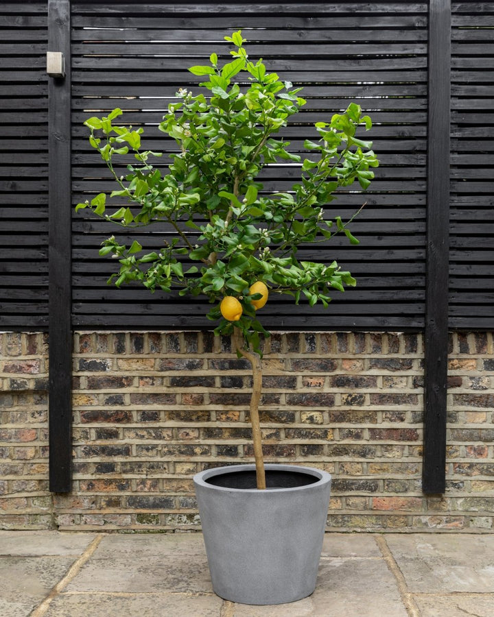 Grey Fiberstone Bucket Planter - Plant Drop