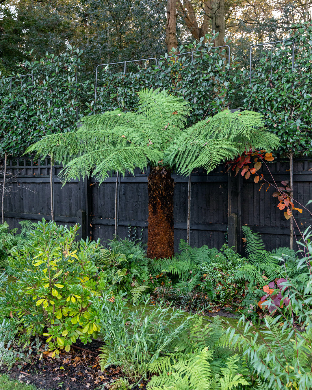 Hardy tree fern fronds, detail