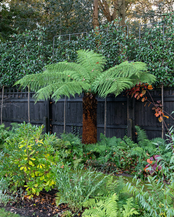 Hardy tree fern fronds, detail