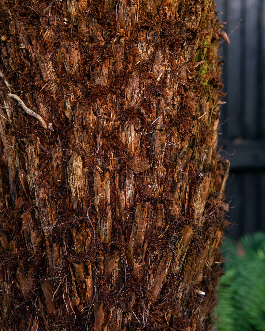 Hardy tree fern in a garden setting
