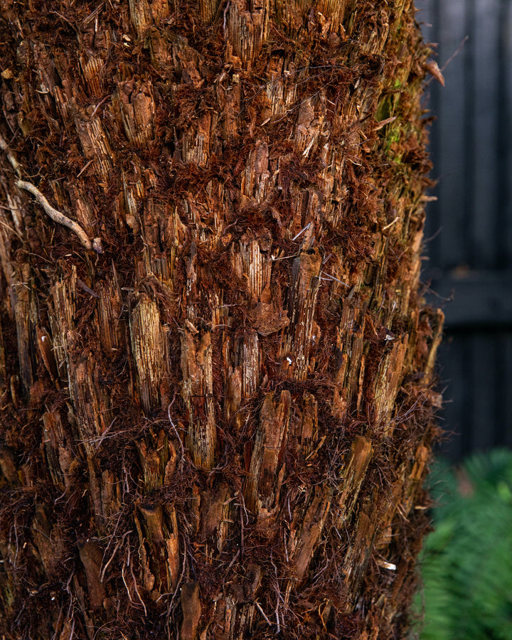 Hardy tree fern in a garden setting