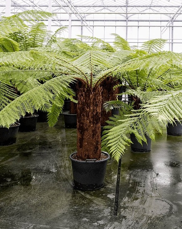 Hardy Tree Fern, 'Dicksonia Antarctica' - Plant Drop