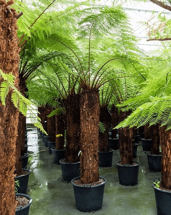 Hardy Tree Fern, 'Dicksonia Antarctica' - Plant Drop