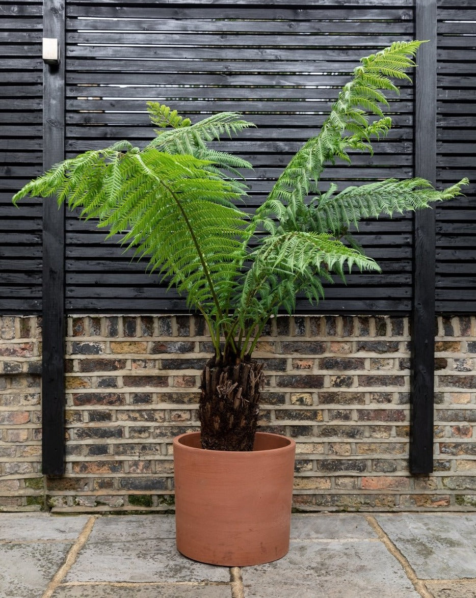 planting a tree fern in a pot Hardy Tree Fern