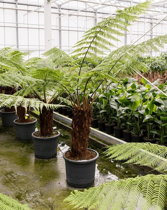 Hardy Tree Fern, 'Dicksonia Antarctica' - Plant Drop