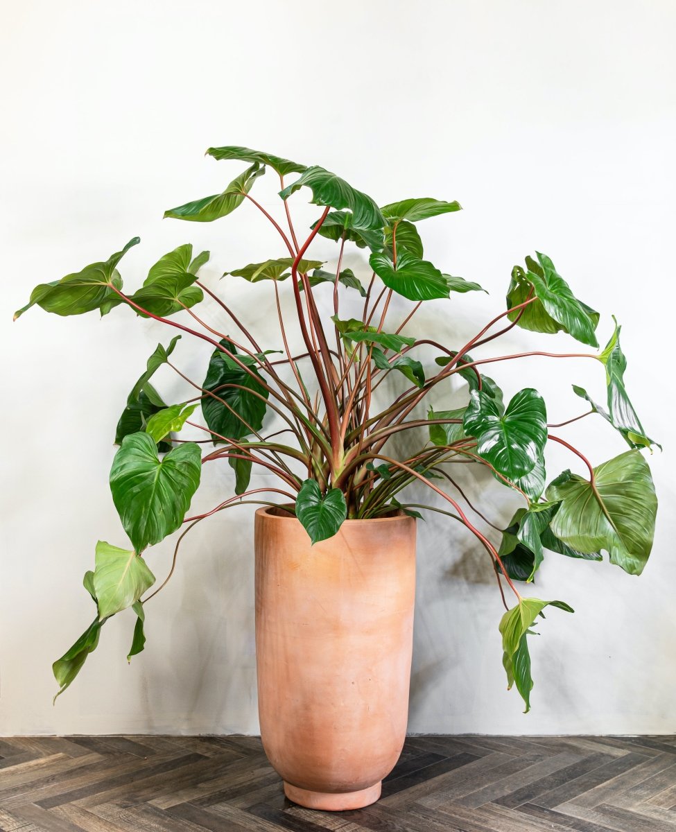 Homalomena Rubescens 'Maggy' - Plant Drop