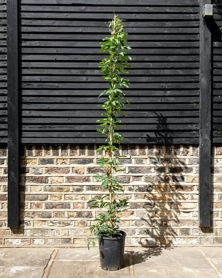 Honeysuckle, Lonicera henryi 'Copper Beauty' - Plant Drop