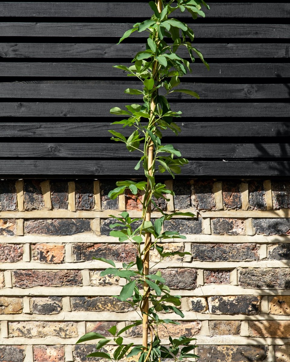 Honeysuckle, Lonicera henryi 'Copper Beauty' - Plant Drop