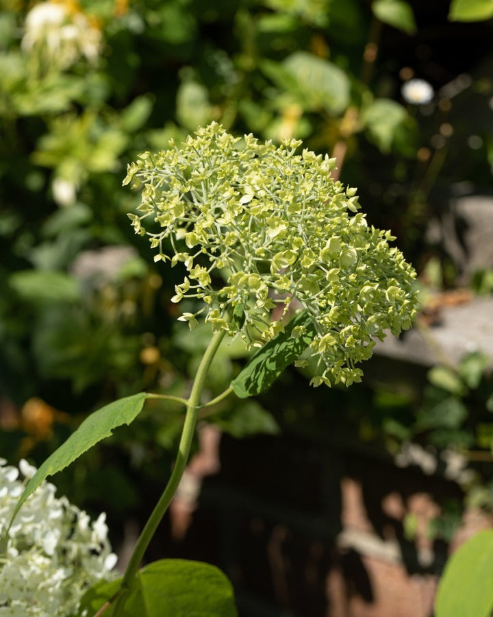 Hydrangea Arborescens 'Annabelle' - Plant Drop