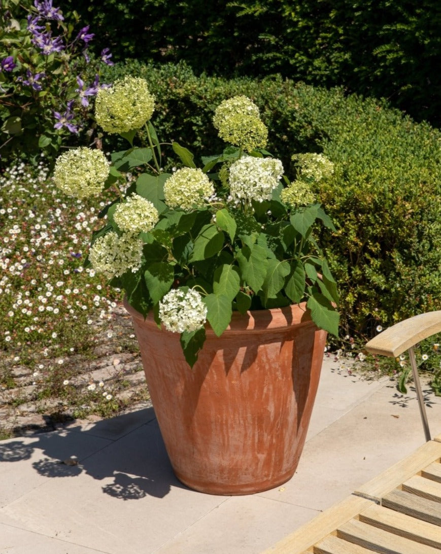 Hydrangea Arborescens 'Annabelle' - Plant Drop